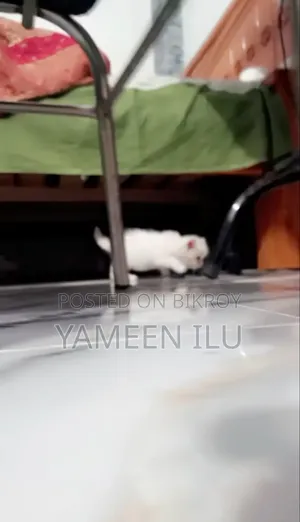 ১-৩ মাসের মেল পিউরব্রেড পার্সিয়ান