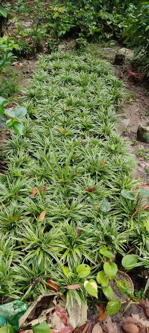 Money Plant