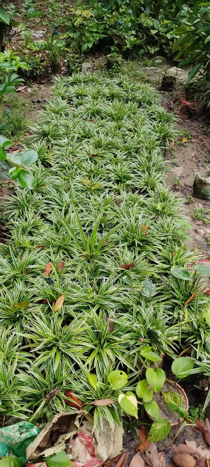 Money Plant