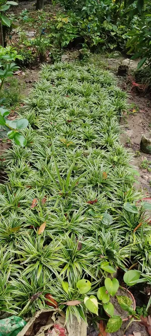 Money Plant