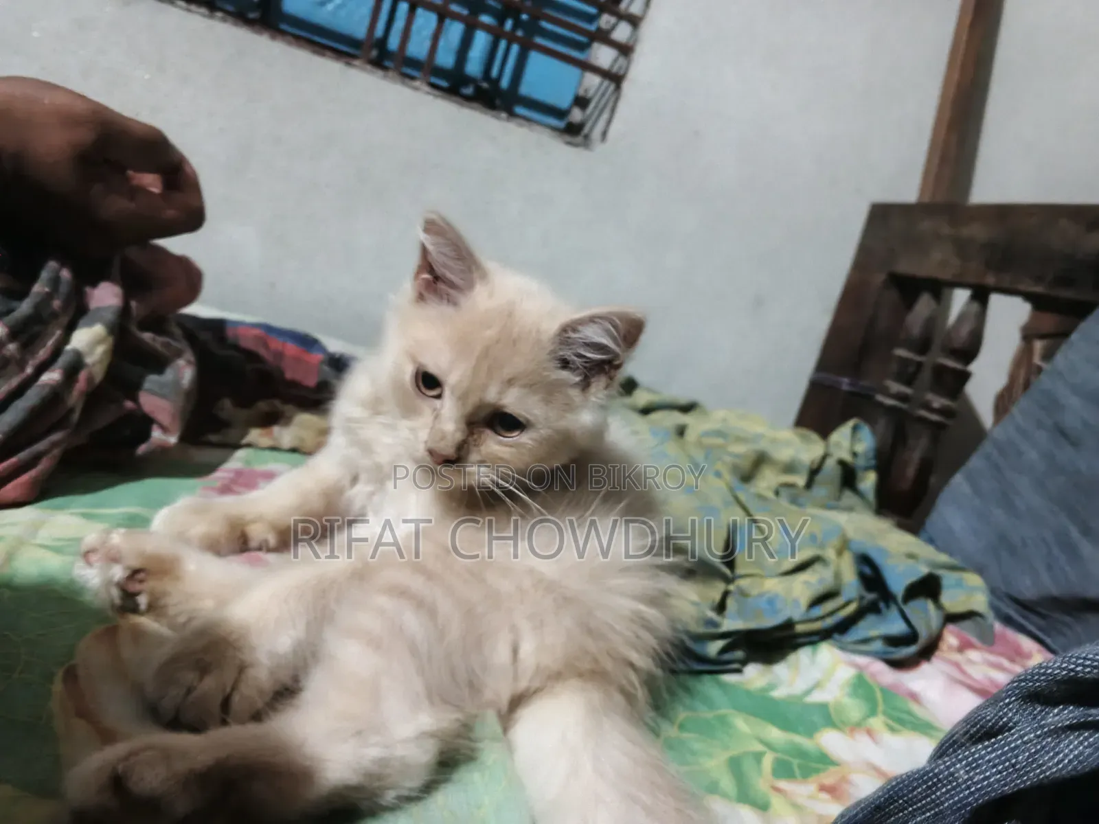 ১-৩ মাস বয়সী পুরুষ মিক্সড ব্রিড পার্সিয়ান