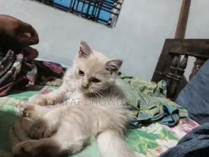 ১-৩ মাস বয়সী পুরুষ মিক্সড ব্রিড পার্সিয়ান