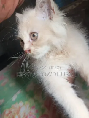 ১-৩ মাস বয়সী পুরুষ মিক্সড ব্রিড পার্সিয়ান