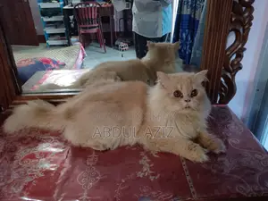৬-১২ মাসের নর খাঁটি পার্সিয়ান বিড়াল