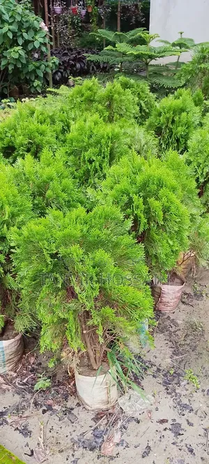 Casuarina Tree Enhances Home Beauty