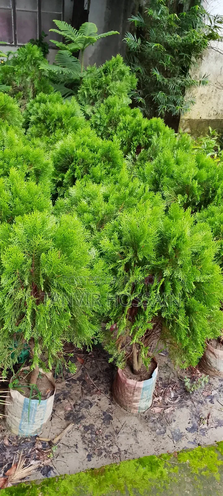 Casuarina Tree Enhances Home Beauty