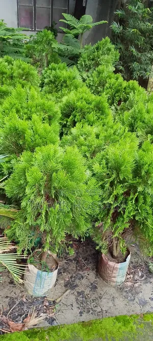 Casuarina Tree Enhances Home Beauty