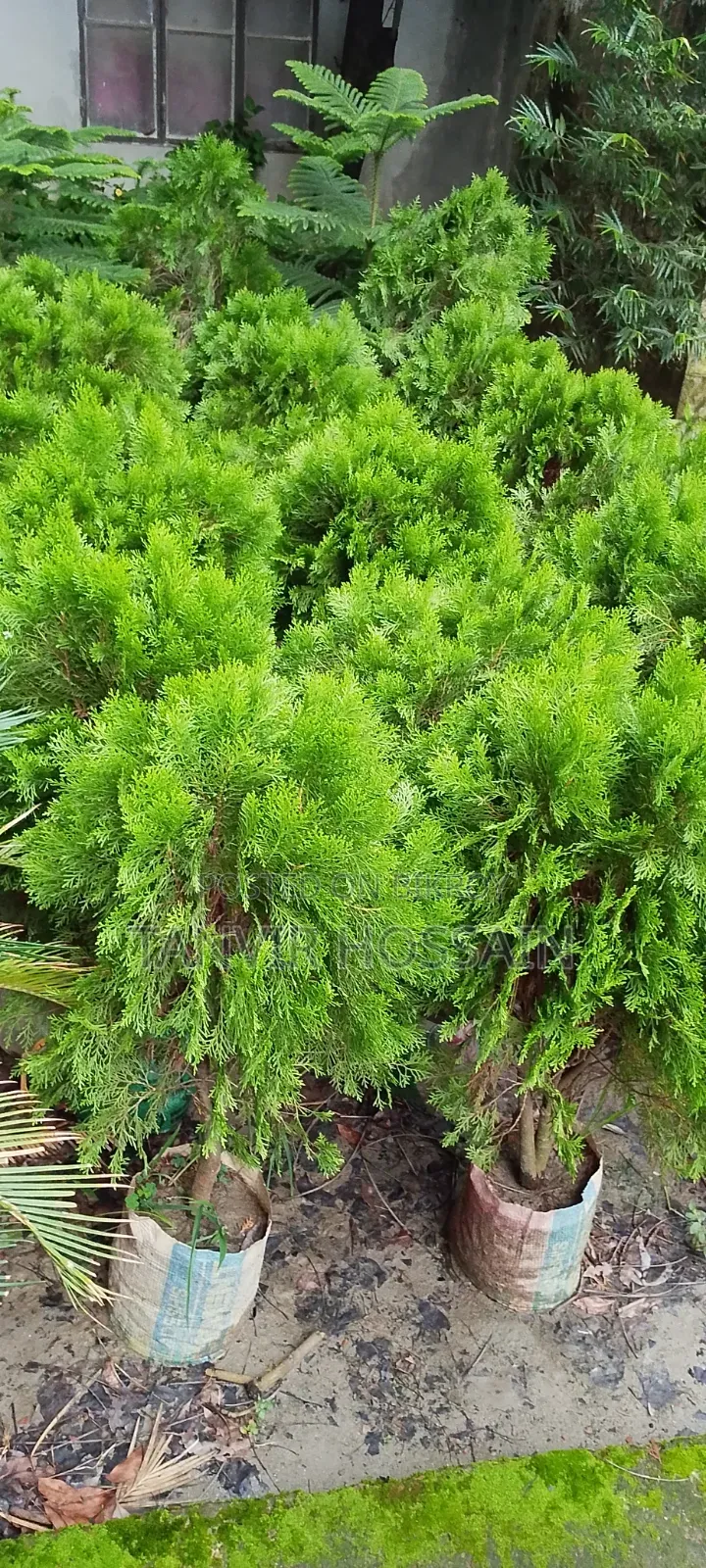 Casuarina Tree Enhances Home Beauty