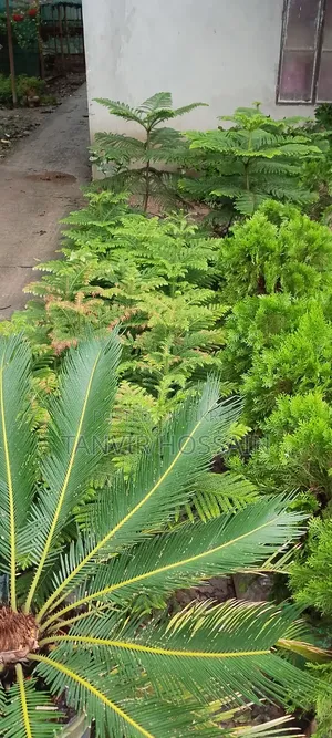 Casuarina Tree Enhances Home Beauty