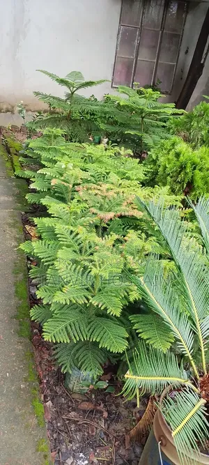 Casuarina Tree Enhances Home Beauty