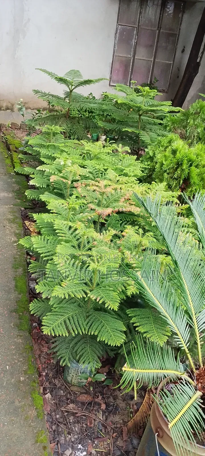 Casuarina Tree Enhances Home Beauty