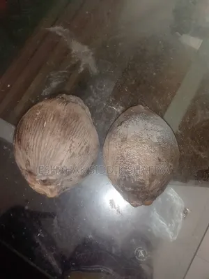 Coconut Sale