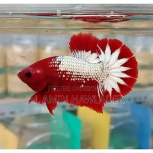 Fighter Fish and Aquarium