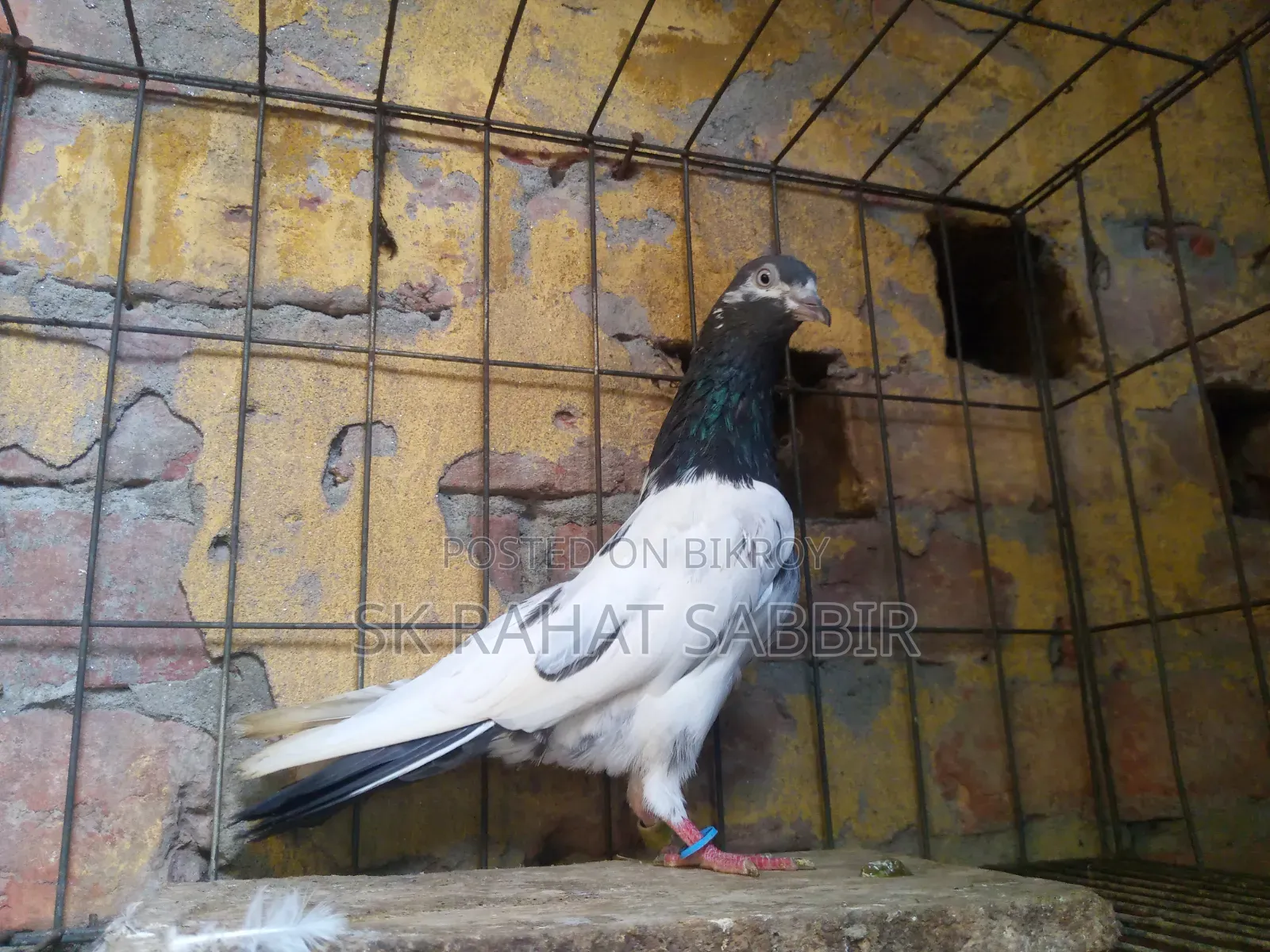 টেডি নর রানিং