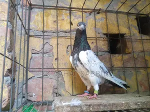 টেডি নর রানিং