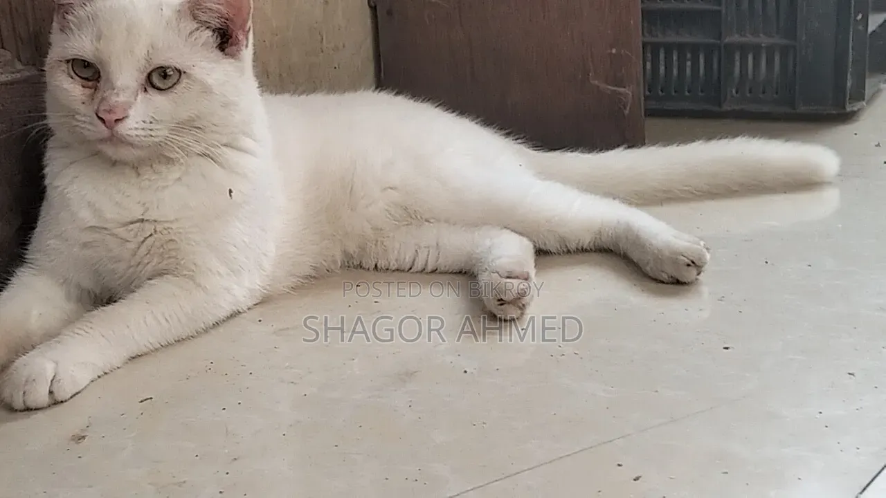 6-12 Months Male Mixed Breed British Shorthair