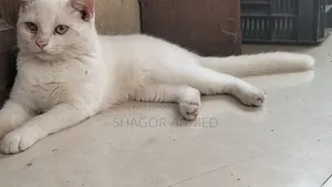 6-12 Months Male Mixed Breed British Shorthair