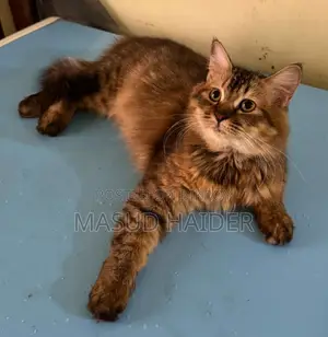 3-6 Months Female Purebred Persian