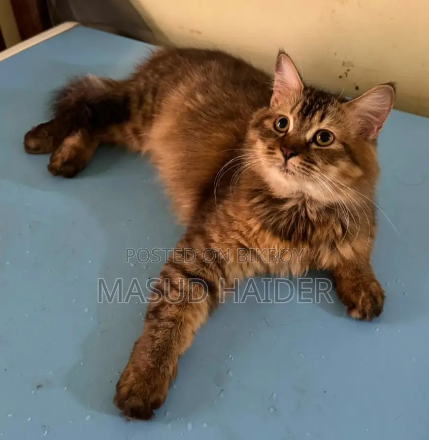 3-6 Months Female Purebred Persian