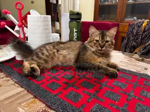 3-6 Months Female Purebred Persian