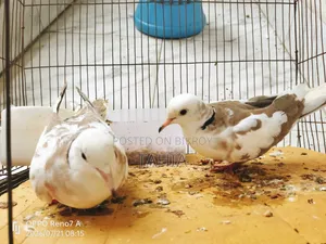ঘুঘু পাখি