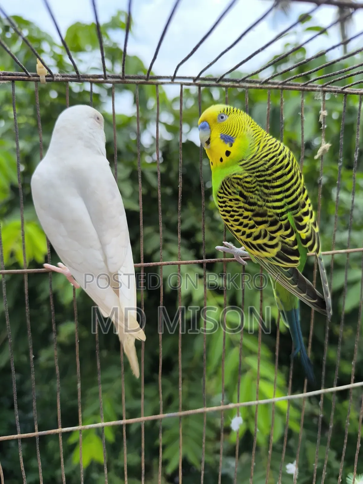 রানিং বাজরিগার বার্ড উইথ কেজ সেটআপ ফর সেল