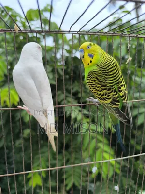 রানিং বাজরিগার বার্ড উইথ কেজ সেটআপ ফর সেল