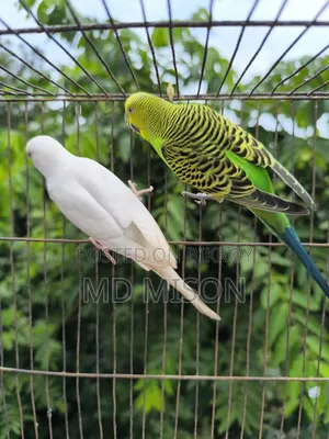 রানিং বাজরিগার বার্ড উইথ কেজ সেটআপ ফর সেল