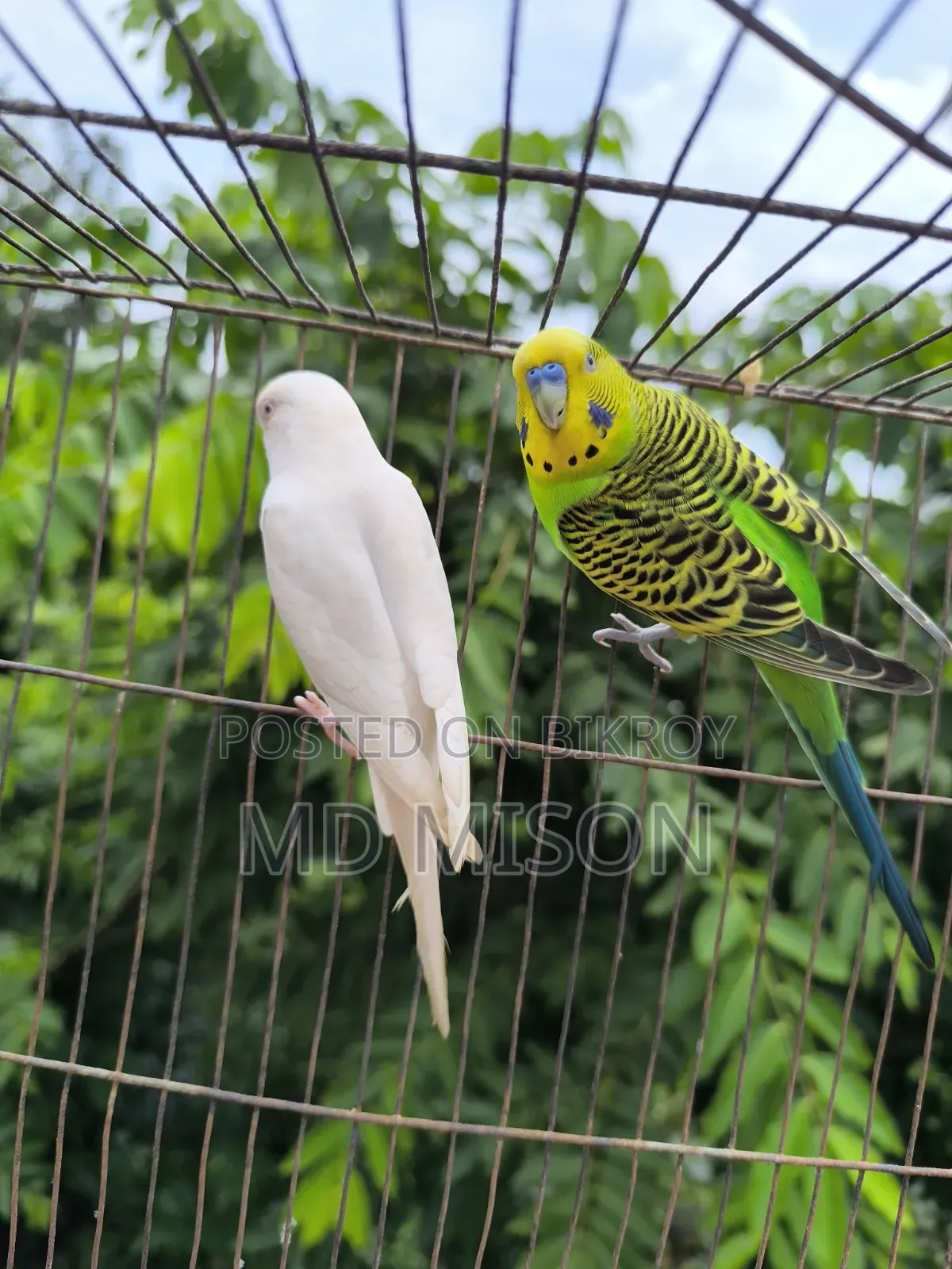রানিং বাজরিগার বার্ড উইথ কেজ সেটআপ ফর সেল