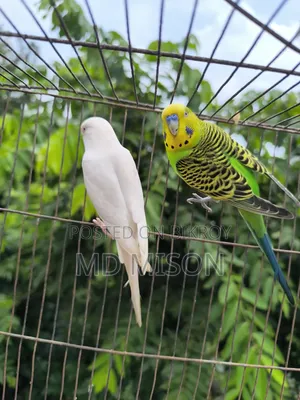 রানিং বাজরিগার বার্ড উইথ কেজ সেটআপ ফর সেল