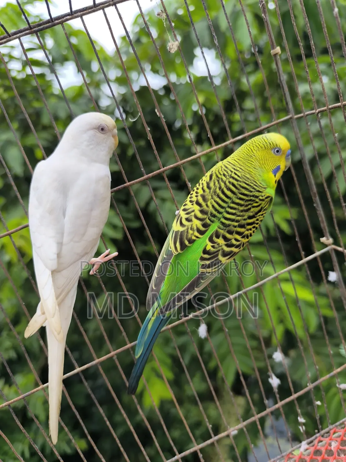রানিং বাজরিগার বার্ড উইথ কেজ সেটআপ ফর সেল