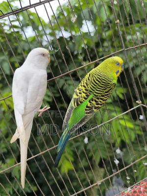 রানিং বাজরিগার বার্ড উইথ কেজ সেটআপ ফর সেল