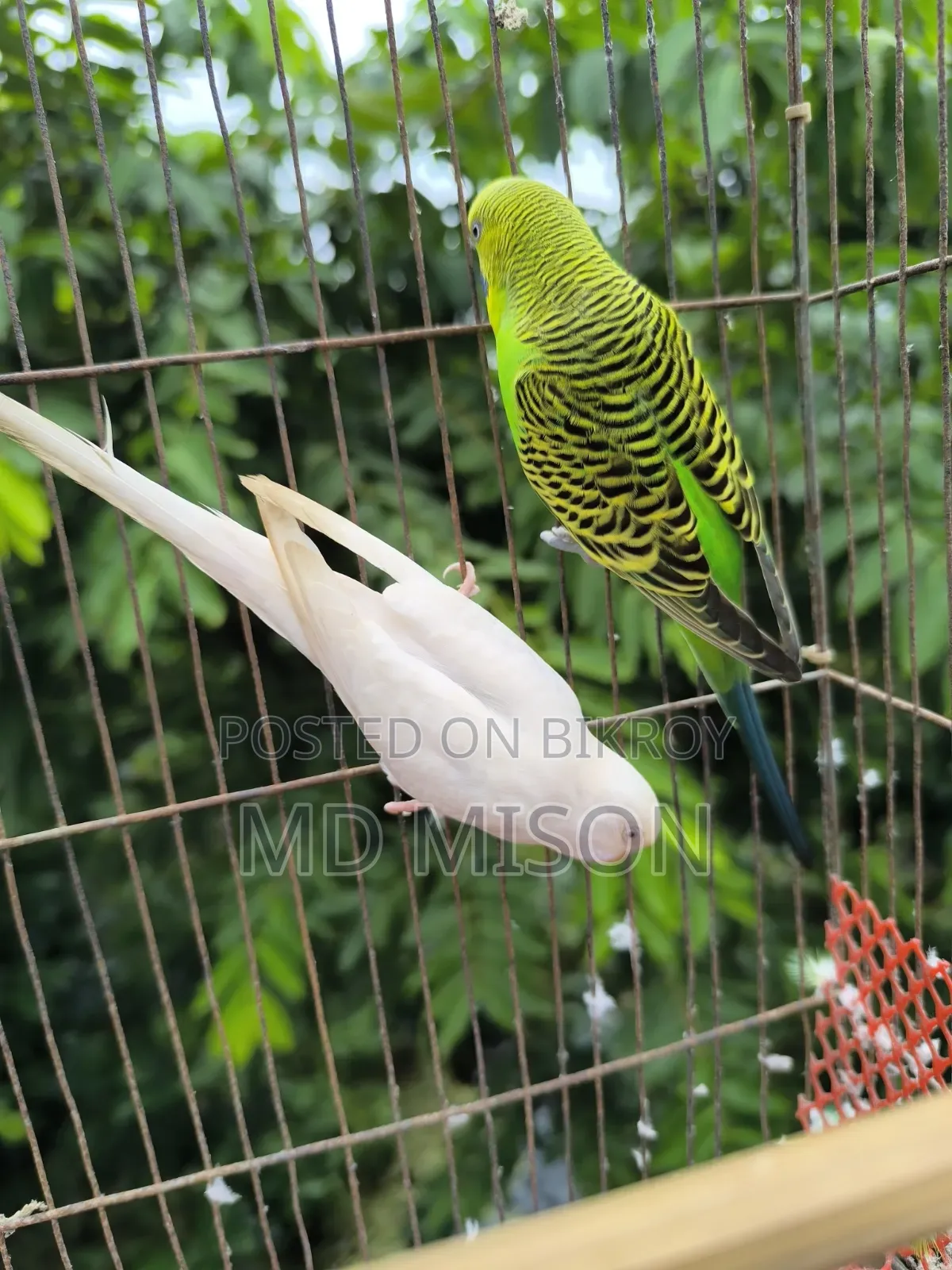 রানিং বাজরিগার বার্ড উইথ কেজ সেটআপ ফর সেল