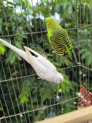 রানিং বাজরিগার বার্ড উইথ কেজ সেটআপ ফর সেল