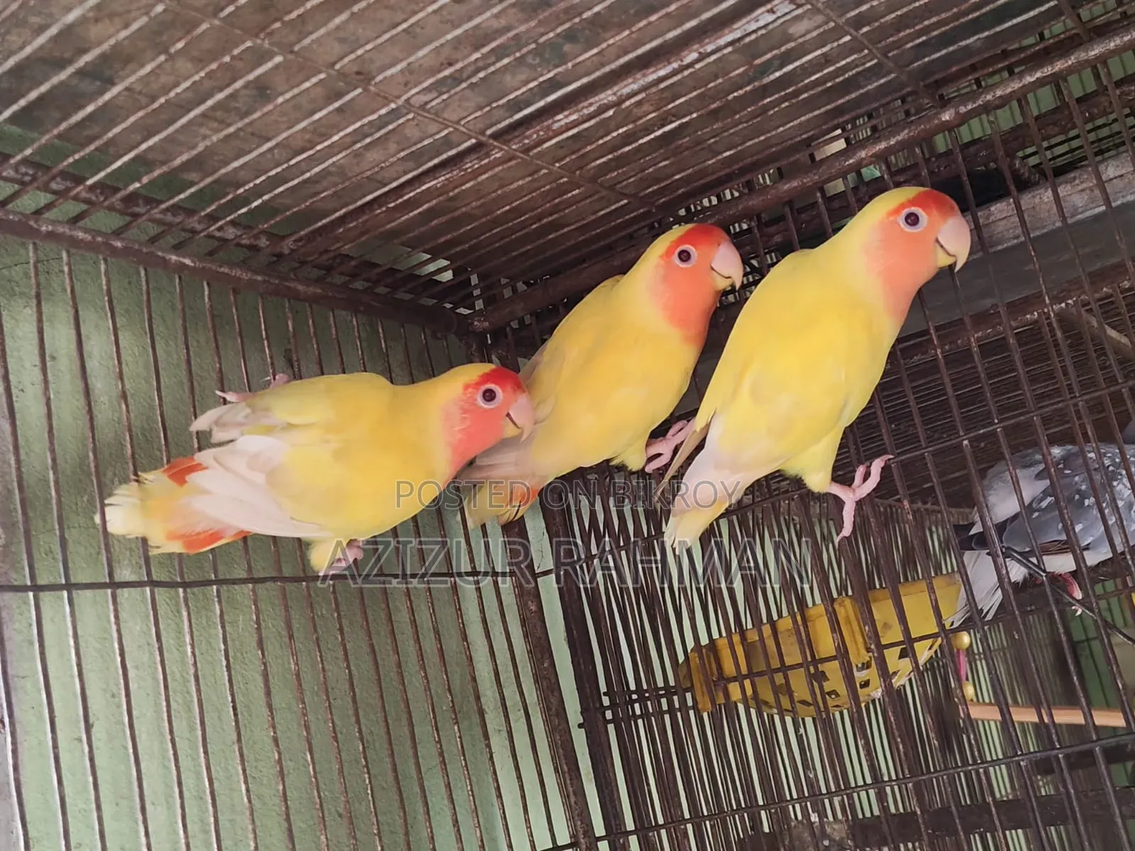 লাভ বার্ড ব্রিডিং পেয়ার