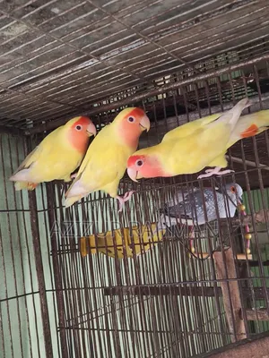 লাভ বার্ড ব্রিডিং পেয়ার