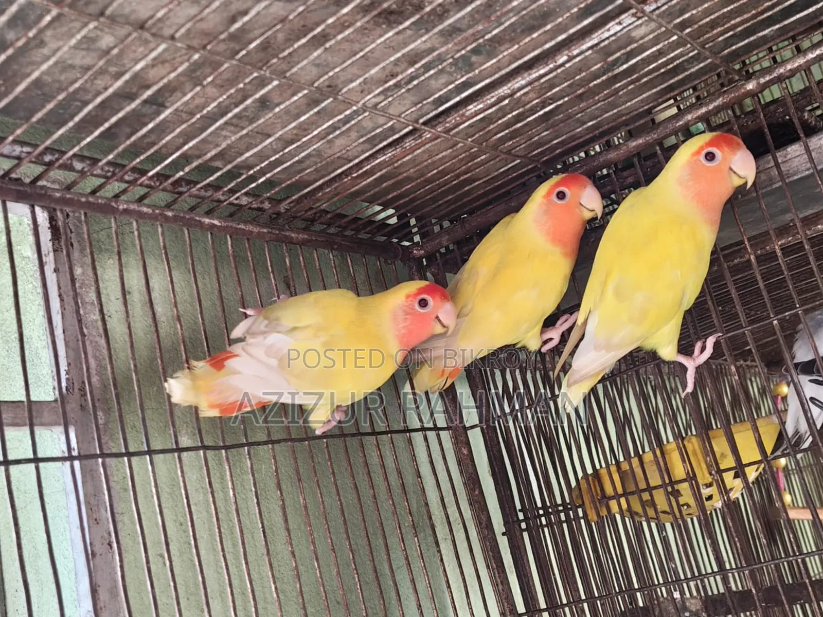 লাভ বার্ড ব্রিডিং পেয়ার