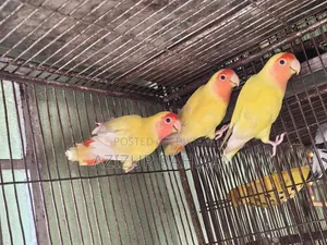 লাভ বার্ড ব্রিডিং পেয়ার