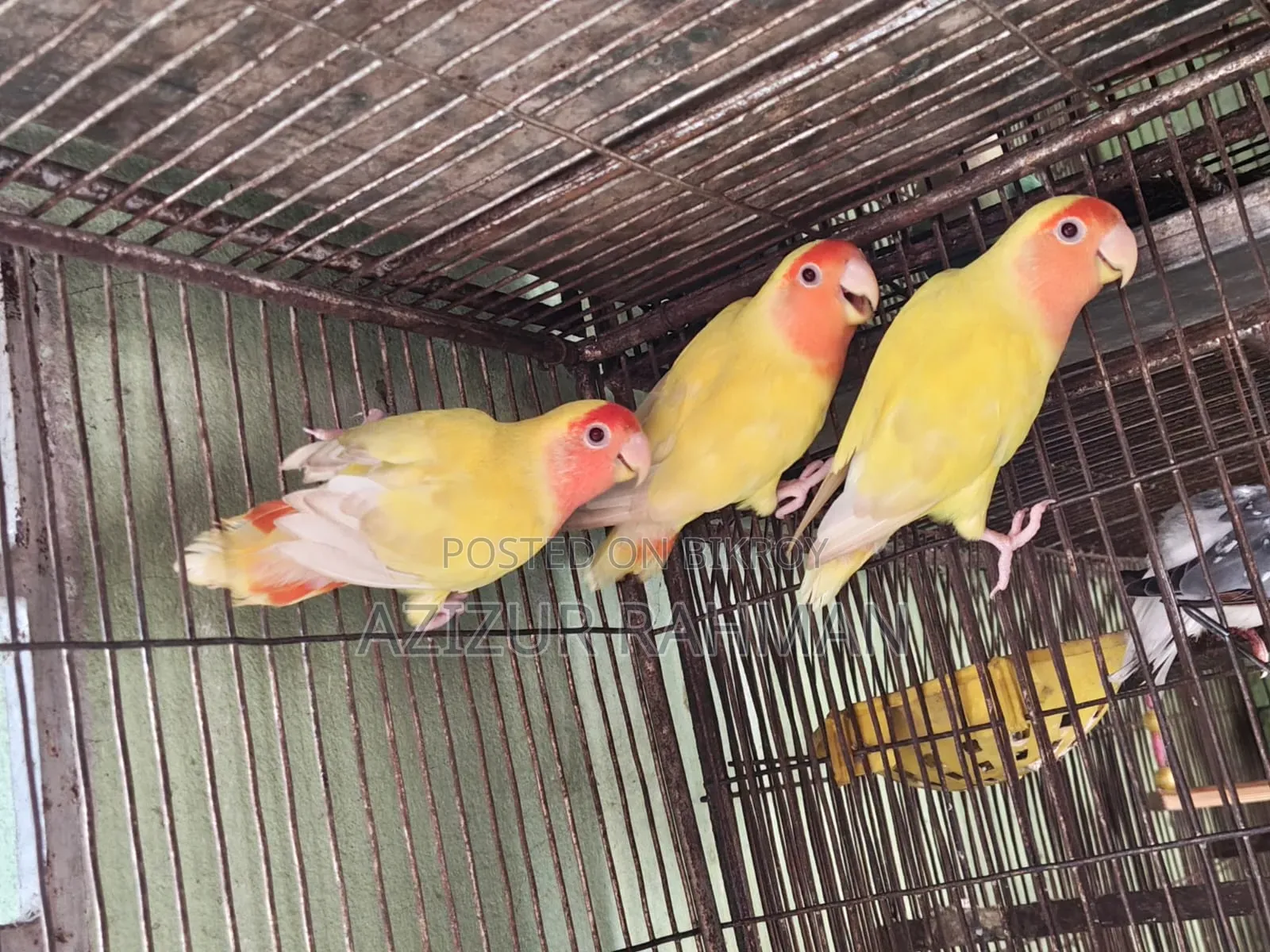 লাভ বার্ড ব্রিডিং পেয়ার