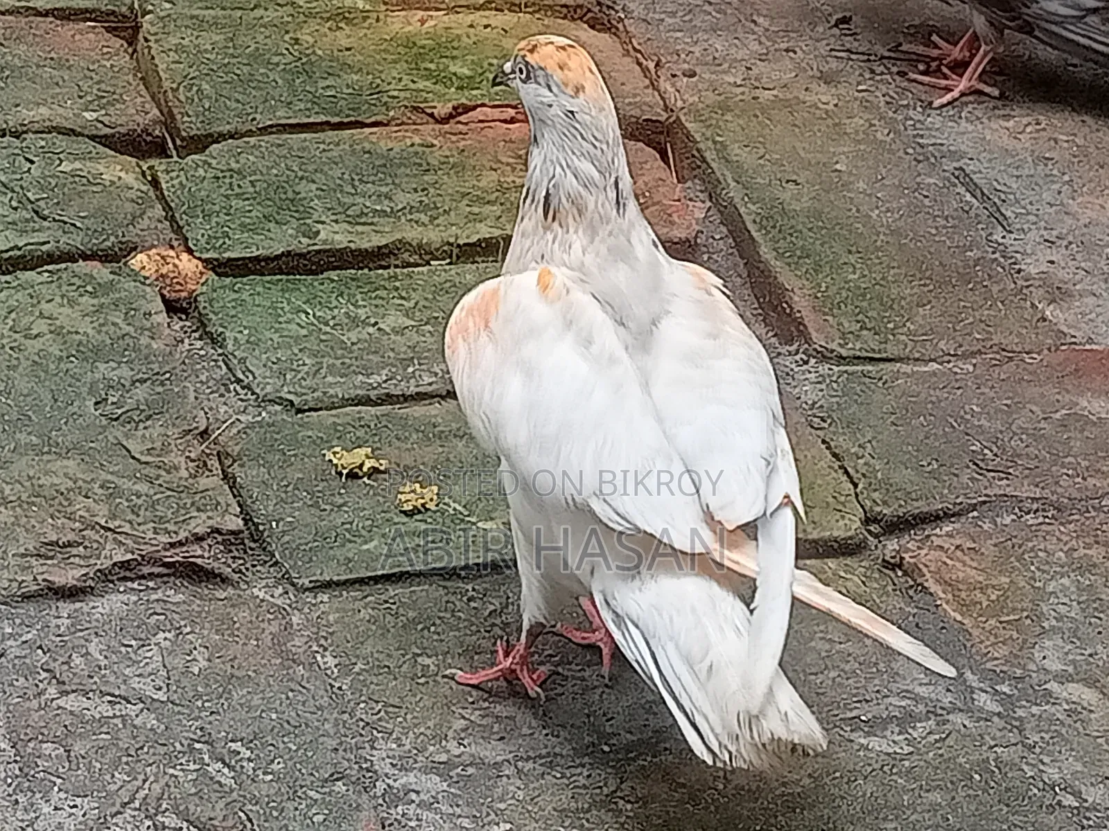 মাদি গ্রীবাজ কবুতার