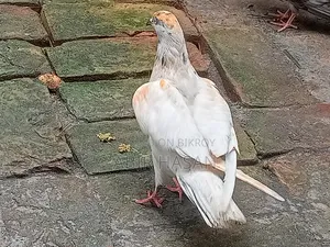 মাদি গ্রীবাজ কবুতার