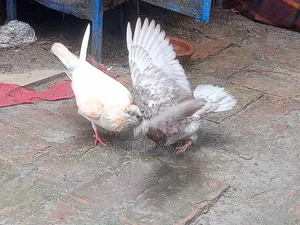 মাদি গ্রীবাজ কবুতার