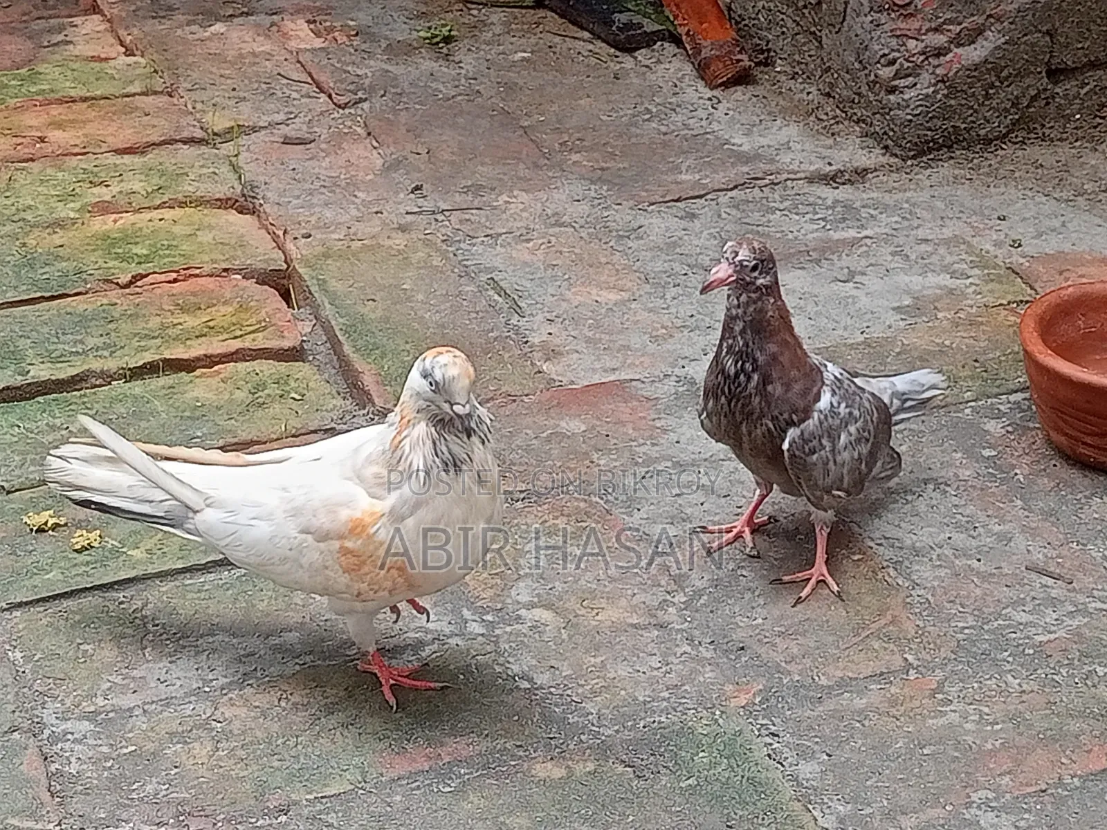 মাদি গ্রীবাজ কবুতার