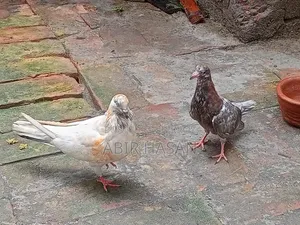 মাদি গ্রীবাজ কবুতার