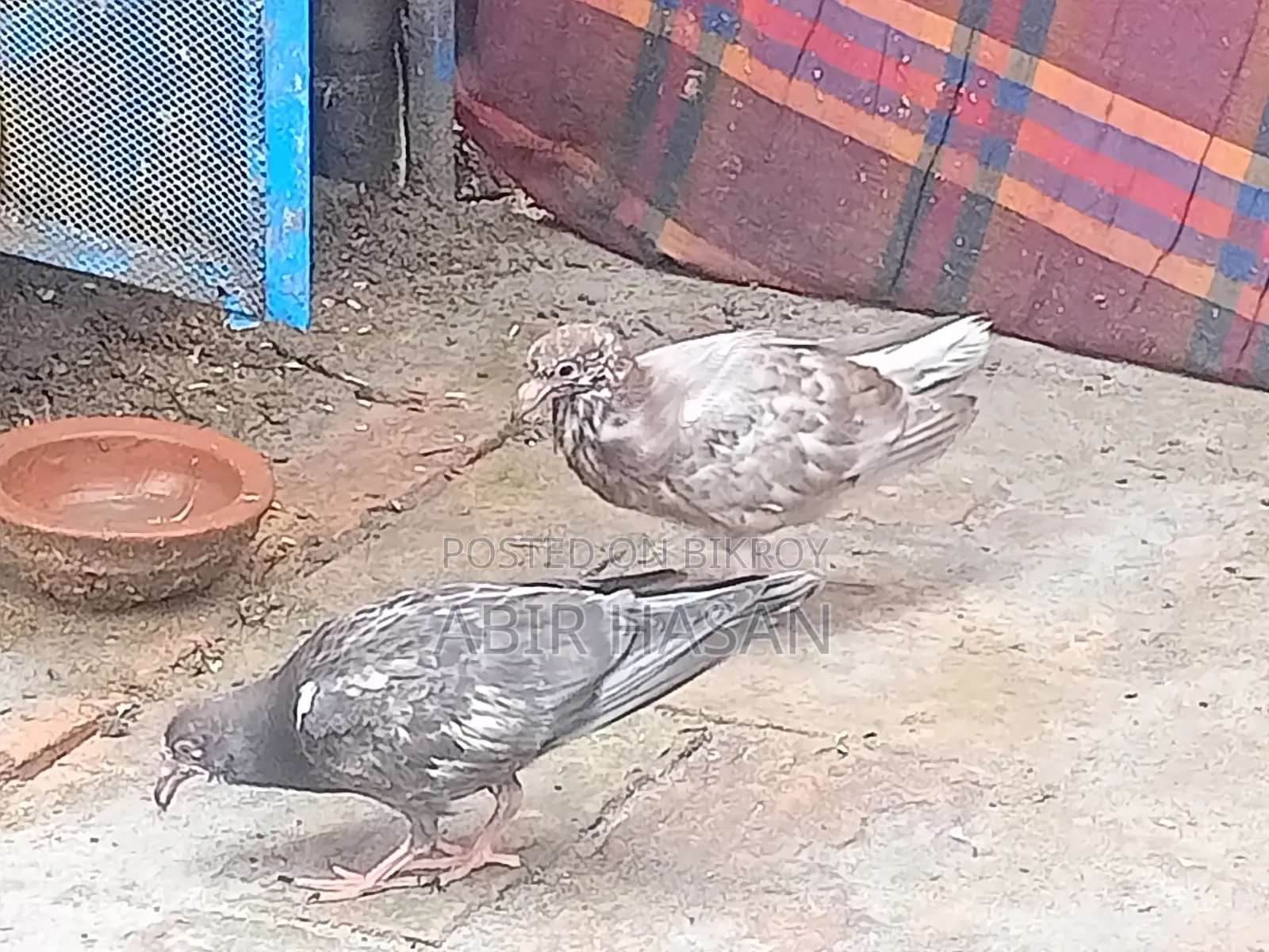 মাদি গ্রীবাজ কবুতার