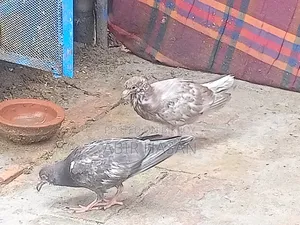 মাদি গ্রীবাজ কবুতার