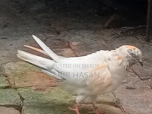 মাদি গ্রীবাজ কবুতার