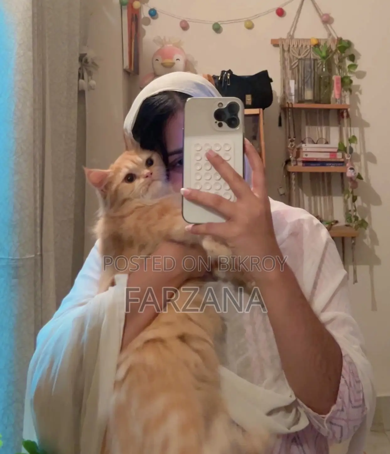 3-6 Months Female Purebred Persian Kitten