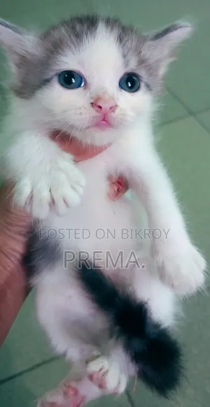 0-1 Month Female Mixed Breed Persian Kitten