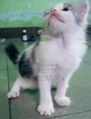 0-1 Month Female Mixed Breed Persian Kitten